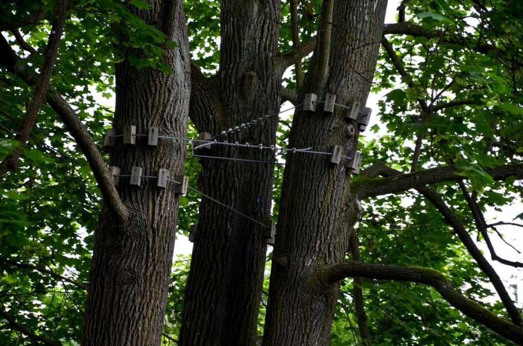 tied main branches in the crown of the elm. the arborist tied the old and fragile branches together with a synthetic rope. items made of wooden blocks protect the bark from bruises. tested and secured