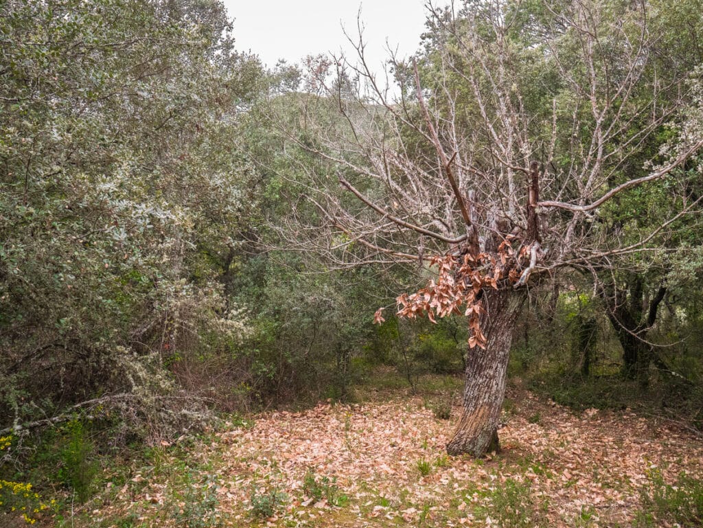 Deciduous tree with few leaves on its branches in the middle of a forest glade