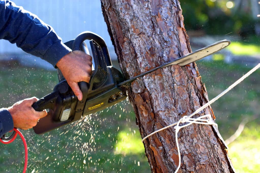 An electric chainsaw is being used to cut down a tree