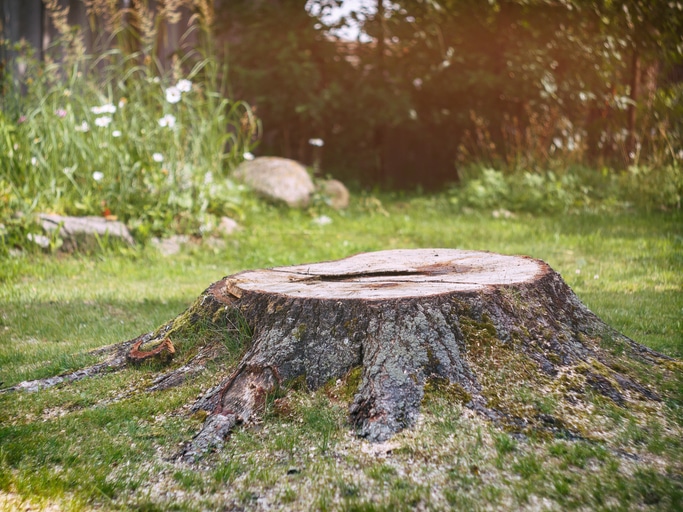 Stump of old birch tree on the lawn in the garden