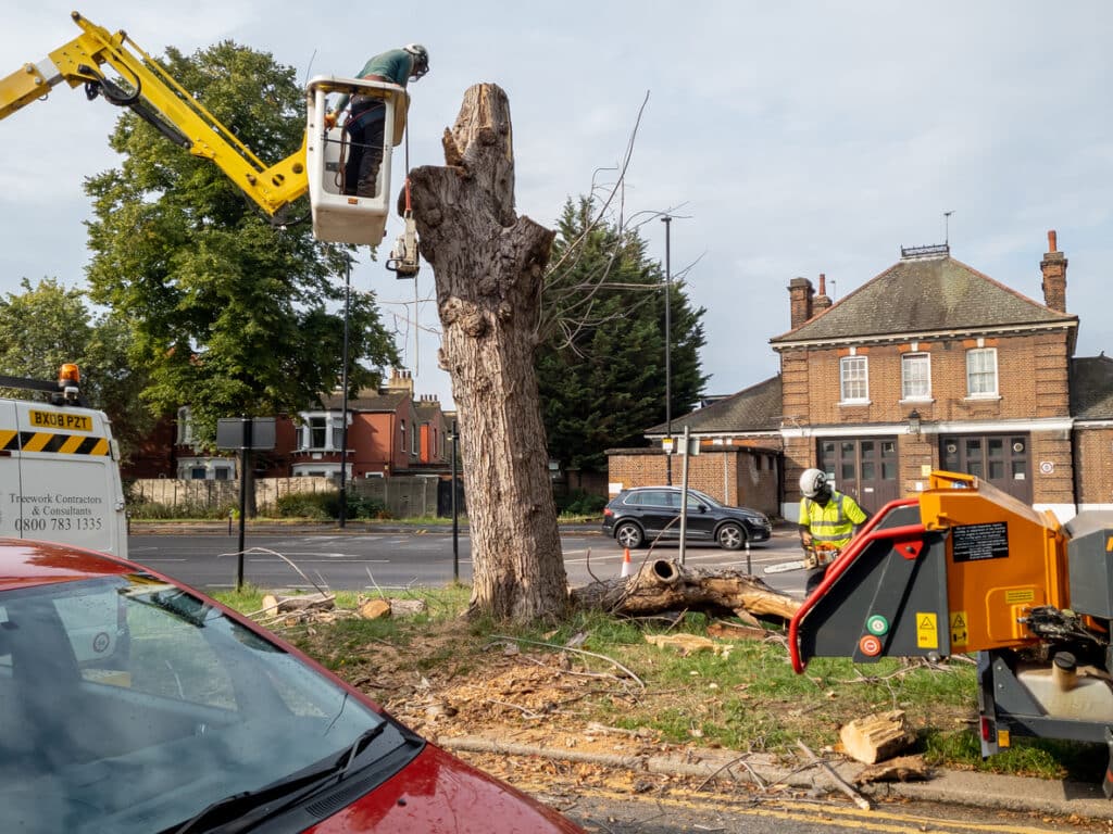 contractors cutting down a tree