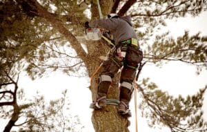 arborist cutting branch