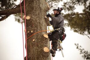 climbing tree to cut branches